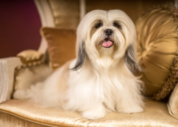 picture of a shih tzu