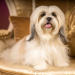 picture of a shih tzu