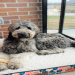 goldendoodle gray