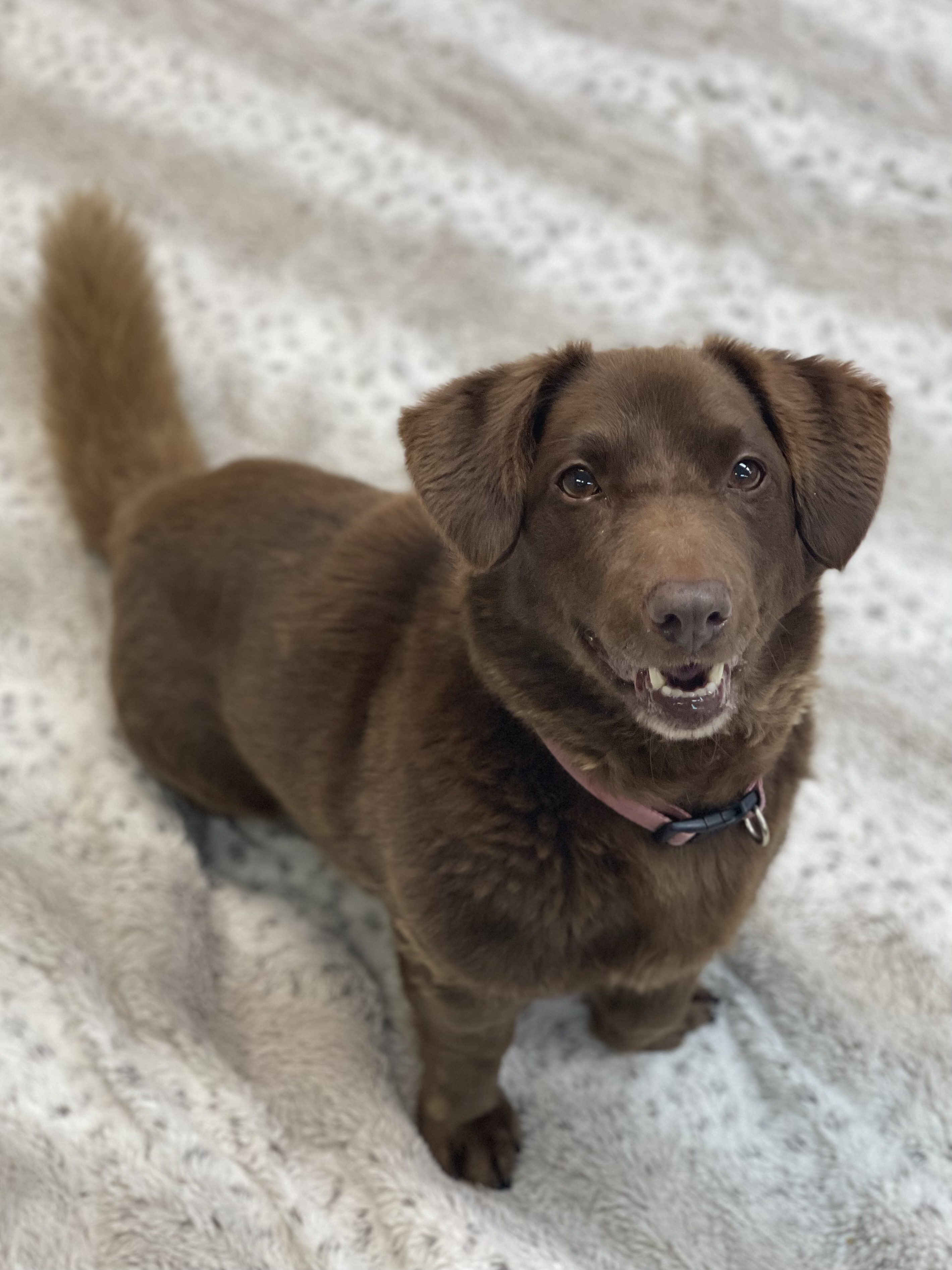 dachshund lab mix for adoption
