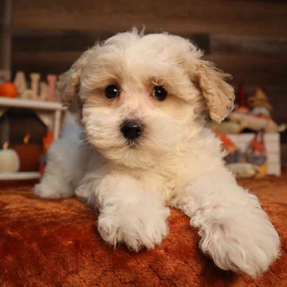 maltipoo bichon mix