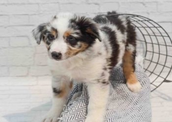 australian shepherd puppies michigan