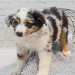 australian shepherd puppies michigan