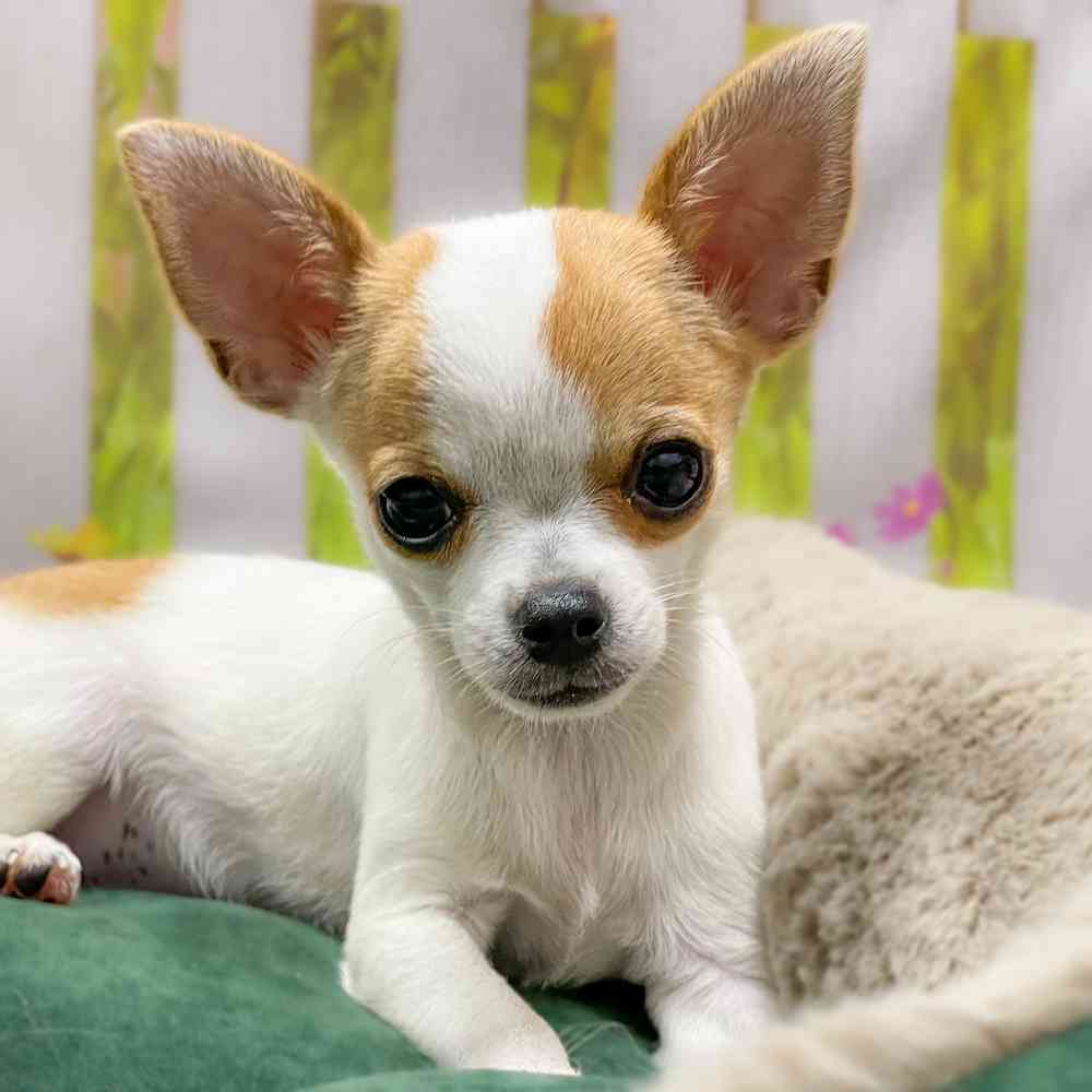 chihuahua breeders nj