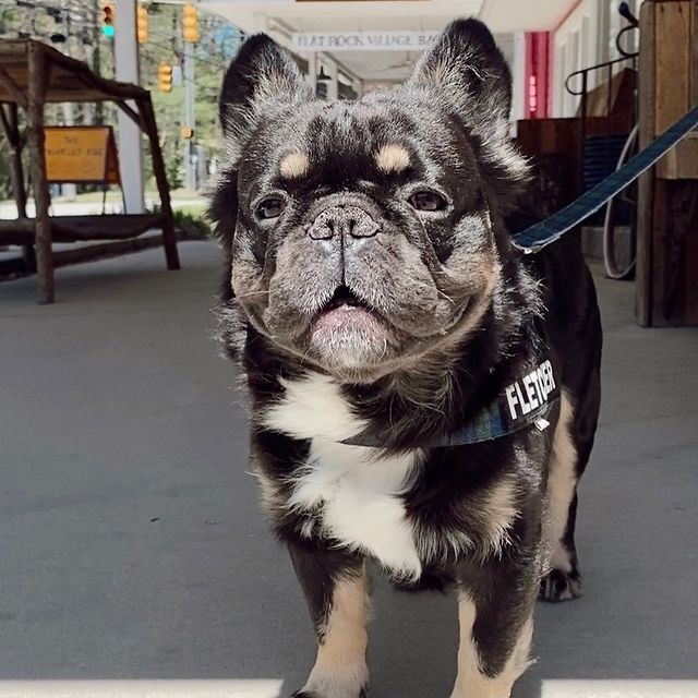 bichon frise french bulldog mix