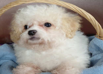 maltipoo puppies illinois