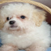 maltipoo puppies illinois