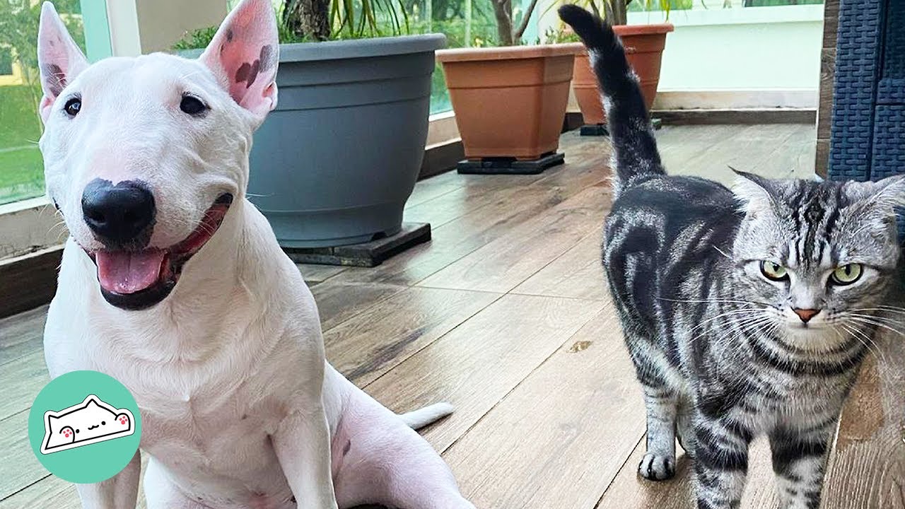 english bull terrier and cats