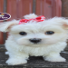 buy online puppy