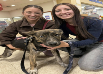 ddfl pets adopted today