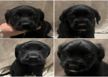 black lab rescue puppies