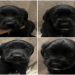 black lab rescue puppies