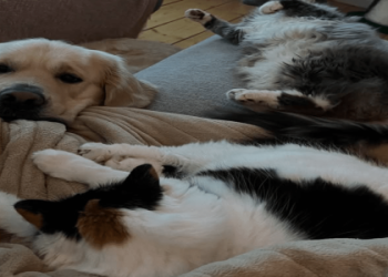 labrador retriever and cats