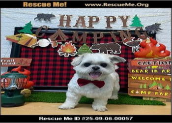 shih tzu rescue florida