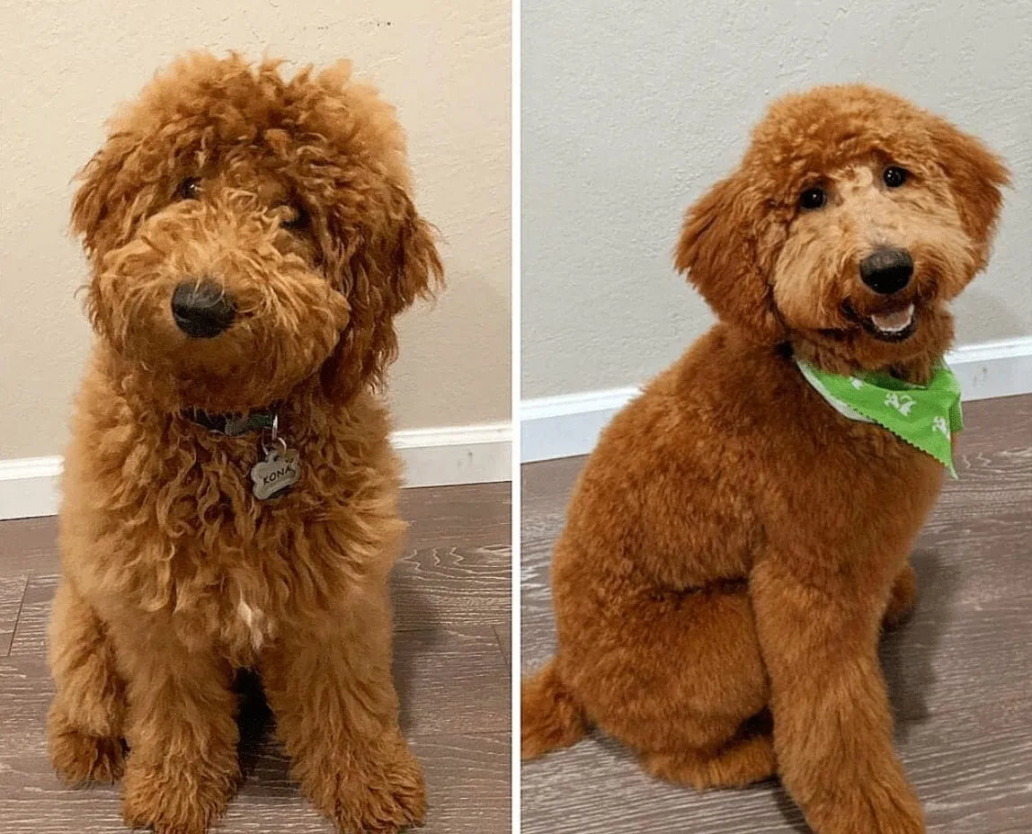 goldendoodle groomer