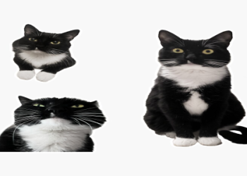 tuxedo cat png
