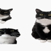 tuxedo cat png