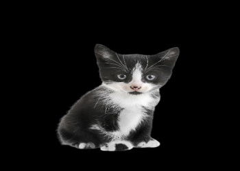 love at first sight puppy and kitten adoption center