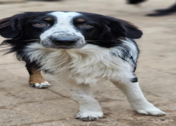australian shepherd rescue florida