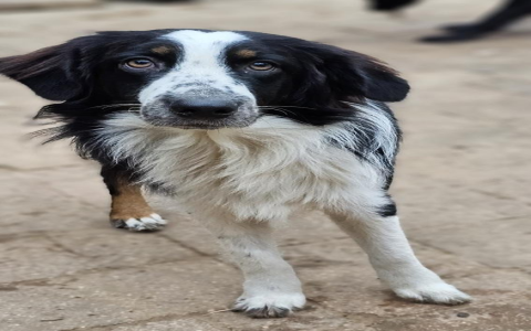 australian shepherd rescue florida
