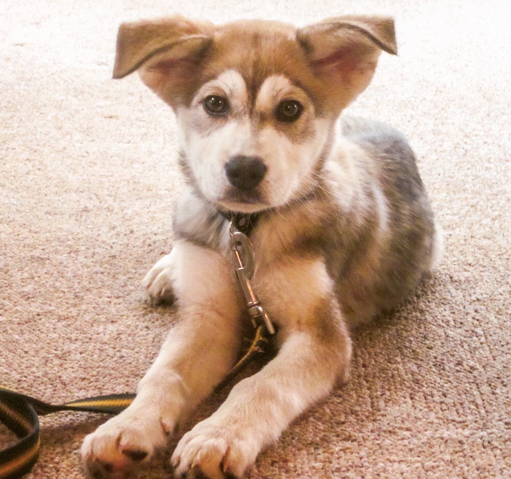 husky mutt mix