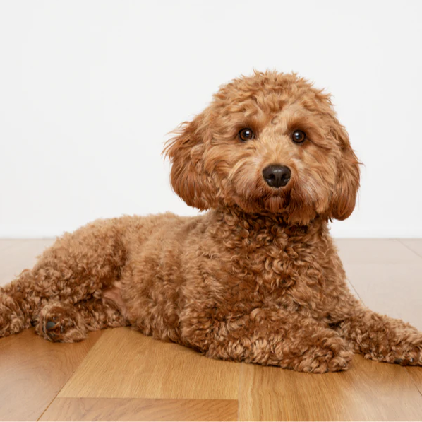 cockapoo for sale los angeles