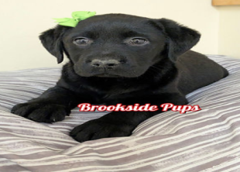 buy labrador puppy near me