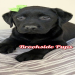 buy labrador puppy near me