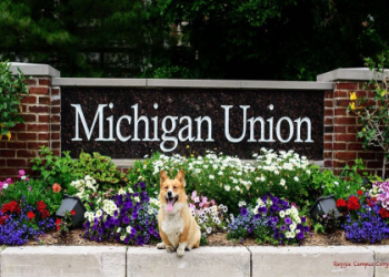 corgi michigan