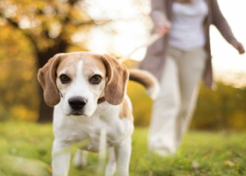 dog adoption by owner