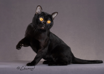 how big do bombay cats get