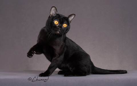 how big do bombay cats get