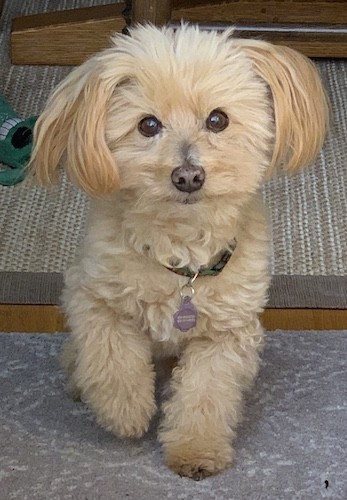 bichon dachshund mix
