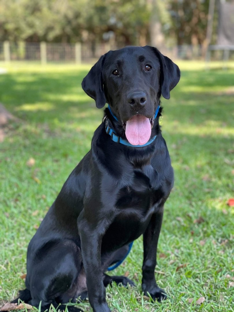 labrador retriever rescue near me