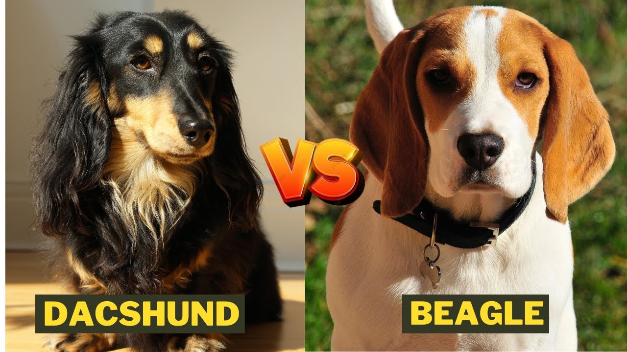 dachshund vs beagle