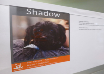 best friends shelter nyc