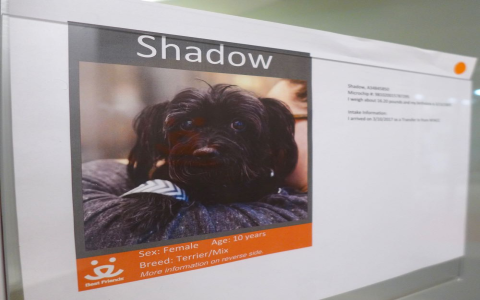 best friends shelter nyc