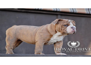 old english bulldog blue brindle