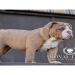 old english bulldog blue brindle