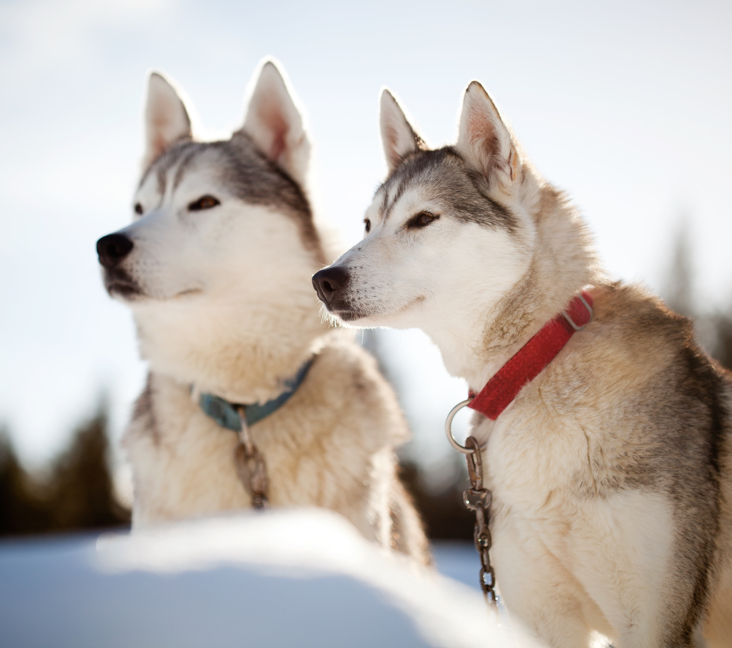 husky puppies for sale in maine