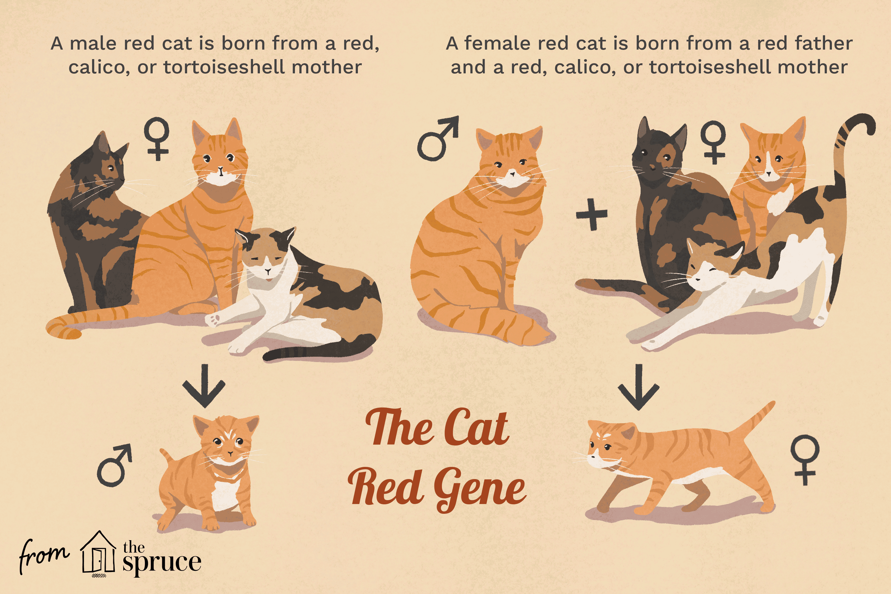 are orange cats always male