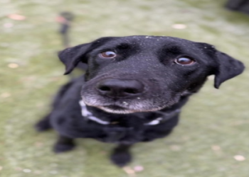 labrador retriever rescue near me