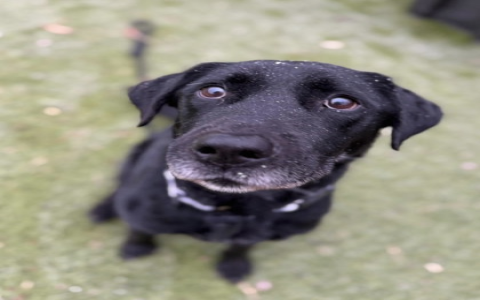 labrador retriever rescue near me