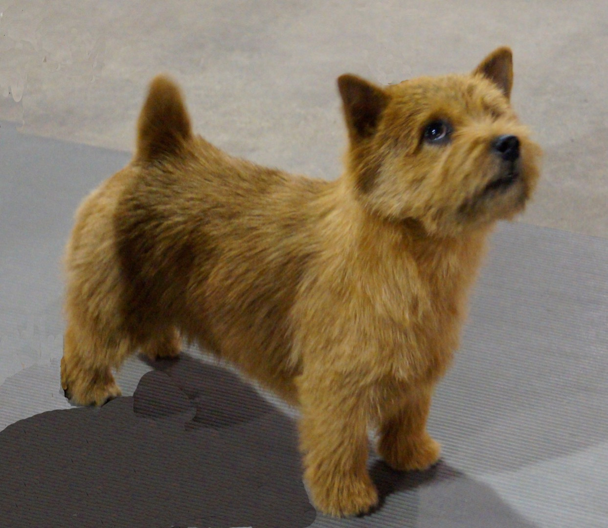 grooming norwich terrier
