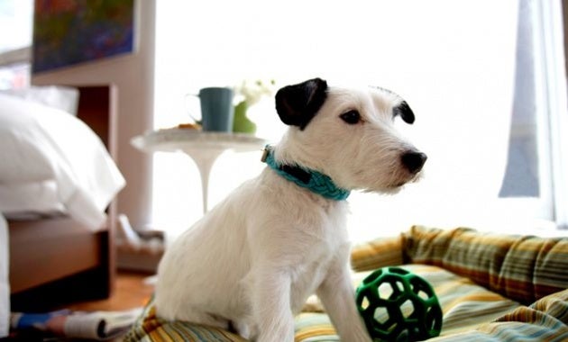 adopted pets petfinder