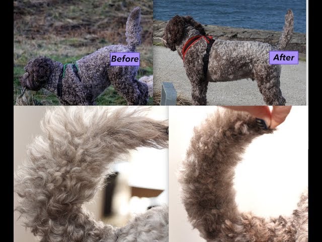 cockapoo tail styles