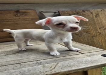 jack russell mixed with chihuahua for sale