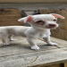 jack russell mixed with chihuahua for sale