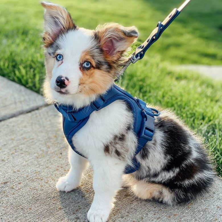 corgi aussie mix for sale