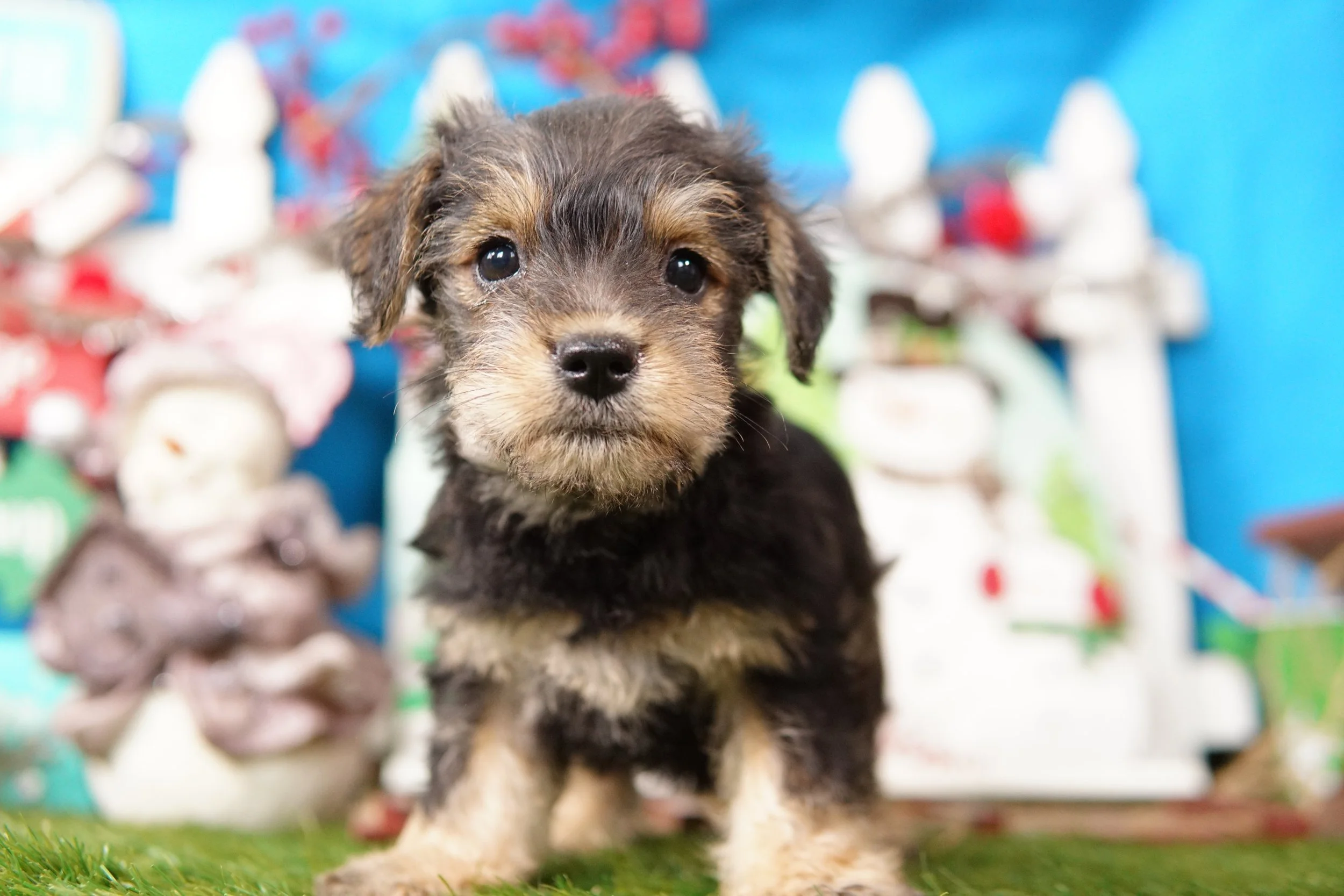 dog breeders near me open now